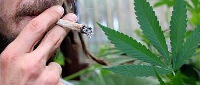 Une Centaine De Plants Ont Ete Decouverts Que Philippe 53 A Justifie Par Sa Consommation Personnelle 60 Joints Par Jour Une Centaine De Plants Ont Ete Decouverts Que Philippe 53 A Justifie Par Sa Consommation Personnelle 60 Joints Par Jour