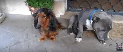 La Reaction De Ce Chien Qui A Fait Une Betise Est Vraiment Craquante Video Sudinfo Be La Reaction De Ce Chien Qui A Fait Une Betise Est Vraiment Craquante Video Sudinfo Be