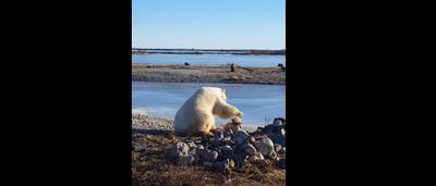 L Histoire Beaucoup Moins Drole Qui Se Cache Derriere Le Buzz De L Ours Polaire Qui Caresse Le Chien Video Sudinfo Be