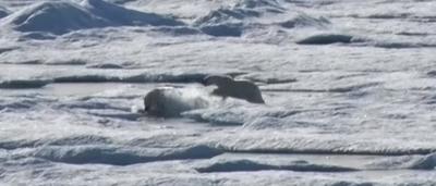 Le Rechauffement Climatique Traduit En Une Horrible Video Un Ours Affame Mange Un Petit Sudinfo Be