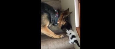 Ce Gros Chien Attaque Ce Petit Chaton Et Non En Fait Il Voulait Juste L Aider A Monter Les Marches D Un Escalier Video Sudinfo Be