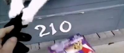 Attention Chat Mechant Un Facteur Ne Sait Pas Poster Le Courrier Video Sudinfo Be