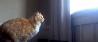 Le Chat Le Plus Maladroit Du Monde A Un Frere Jumeau Encore Plus Drole Video Sudinfo Be Le Chat Le Plus Maladroit Du Monde A Un Frere Jumeau Encore Plus Drole Video Sudinfo Be