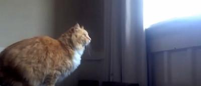 Le Chat Le Plus Maladroit Du Monde A Un Frere Jumeau Encore Plus Drole Video Sudinfo Be