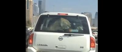 Avoir Images Il Filme Un Lion A L Arriere D Une Voiture A Dubai Video dernière salutations
