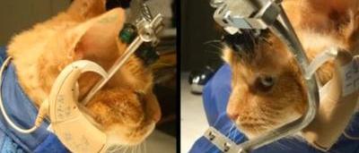 Electrodes Dans Le Cerveau Yeux Cousus Le Scandale Des Experiences Sur Les Chats Qui Bouleverse La Grande Bretagne Video Sudinfo Be Electrodes Dans Le Cerveau Yeux Cousus Le Scandale Des Experiences Sur Les Chats Qui Bouleverse La Grande Bretagne Video Sudinfo Be