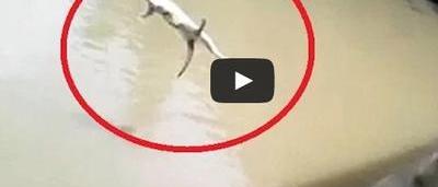 Les Images D Un Chat Jete Vivant Aux Crocodiles Creent Le Scandale Video Sudinfo Be