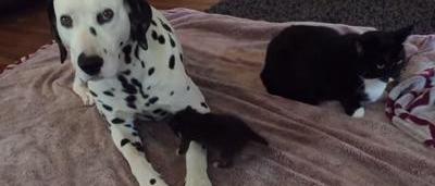 Louie Le Dalmatien Qui Protege Uno Le Petit Chat De Trois Semaines Video Trop Mignonne Sudinfo Be