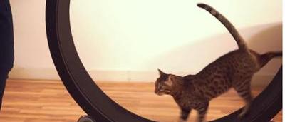 One Fast Cat Une Roue De Hamster Geante Pour Chat D Appartement Sudinfo Be