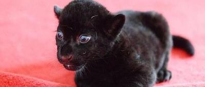 Ce Bebe Tigre Noir En Fait Craquer Plus D Un Photos Sudinfo Be Ce Bebe Tigre Noir En Fait Craquer Plus D Un Photos Sudinfo Be