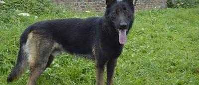 Ces 14 Chiens De La Louvière Risquent Leuthanasie Sauvez