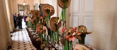 Plus De 6 000 Amaryllis Au Chateau De BelÅil Magique Videos Sudinfo Be