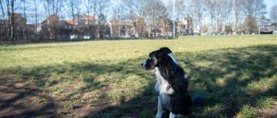 Les chiens sont déjà wouf du premier #parc canin liégeois de Cointe