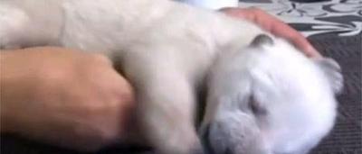 Siku Le Bebe Ours Polaire Star De Cette Fin D Annee Video Sudinfo Be Siku Le Bebe Ours Polaire Star De Cette Fin D Annee Video Sudinfo Be