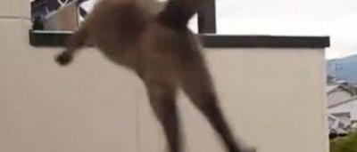 Un Chat Trop Curieux Est Puni Et Rate Le Balcon D En Face Video Sudinfo Be Un Chat Trop Curieux Est Puni Et Rate Le Balcon D En Face Video Sudinfo Be