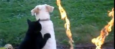 Quand Un Chat Masse Le Dos D Un Chien C Est Beau Comme Tout Video Sudinfo Be