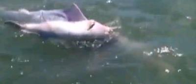 Emouvant Une Maman Dauphin Porte Sur Le Dos Son Bebe Mort Depuis Plusieurs Jours Video Sudinfo Be