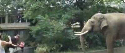 Téléchargement gratuit Images Un Elephant Fait Une Blague A Un Visiteur Du Zoo Sudinfo Be actualisé salutations
