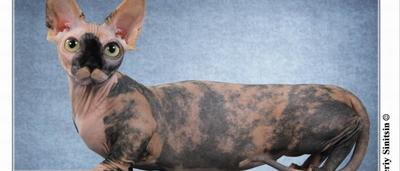 En Ce Moment Sur Sudinfo Decouvrez Le Bambino Un Drole De Chat Tout Nu Avec Un Corps De Basset Sudinfo Be