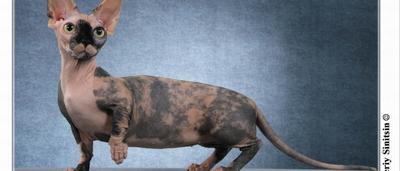 En Ce Moment Sur Sudinfo Decouvrez Le Bambino Un Drole De Chat Tout Nu Avec Un Corps De Basset Sudinfo Be