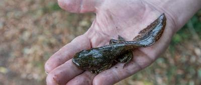 vecteur de grenouille sauteuse