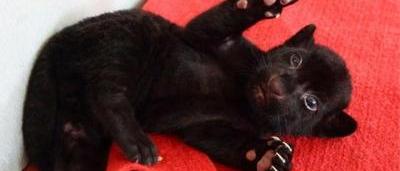 Ce Bebe Tigre Noir En Fait Craquer Plus D Un Photos Sudinfo Be Ce Bebe Tigre Noir En Fait Craquer Plus D Un Photos Sudinfo Be