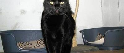 Talkeetna Le Village Dont Le Maire Est Un Chat Sudinfo Be