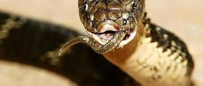 Avoir Images Un Pecheur Capture Un Serpent Venimeux Americain A Minderhout actualisé salutations
