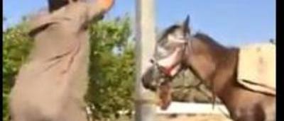 Téléchargement gratuit Images La Video D Un Cheval Assomme A Coups De Baton Scandalise L Arabie dernière par