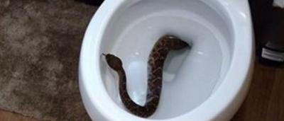 Il découvre un serpent dans la cuvette des WC, mais le pire était à venir…  (Photos) - sudinfo.be