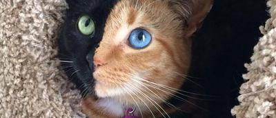 Decouvrez Venus L Incroyable Chat Double Face Aux Yeux Vairons Video Sudinfo Be