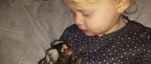 Linda De Manage S Indigne La Police A Saisi Le Petit Ouistiti De Mon Enfant Sudinfo Be