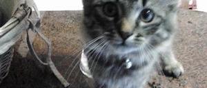 Ebly: un chaton cruellement torturé, emballé dans du papier tue